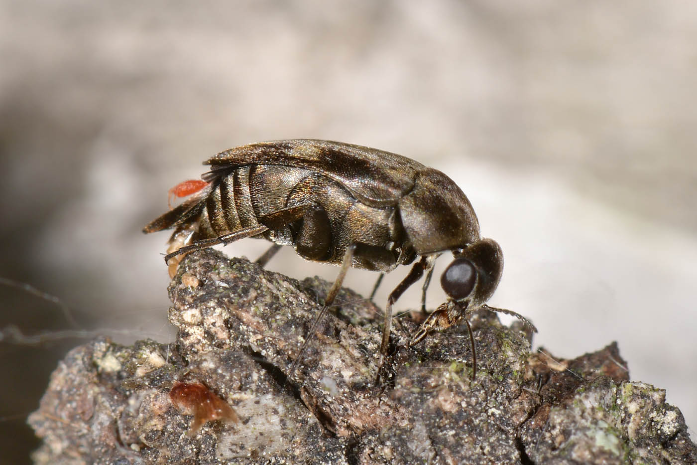 Mordellidae: Tomoxia bucephala